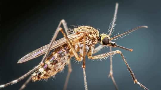 微距特写蚊子