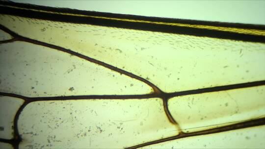 （显微摄影）蜜蜂翅膀放大100倍