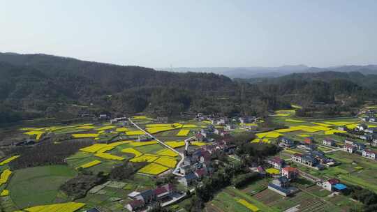 航拍乡村田野油菜花田