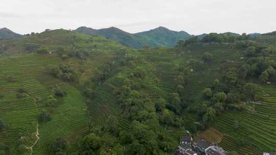 杭州西湖龙井产地翁家山龙井村