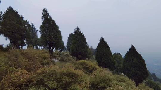 大山上挺拔的柏树