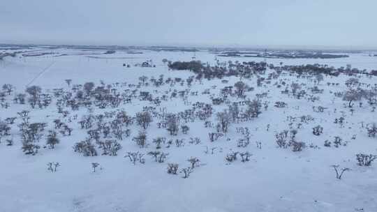 唯美雪原美景 水墨丹青画卷