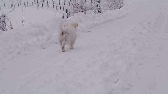 狗、雪、冬天、梗