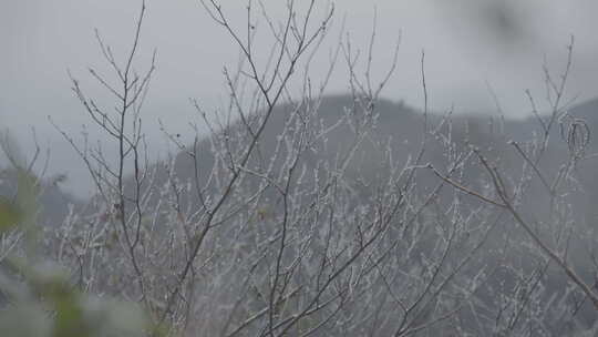 冰冻的树木树枝冰柱4K slog3实拍素材
