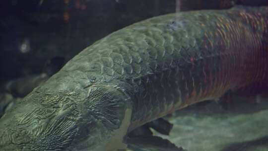 海洋生物巨骨舌鱼在水下活动