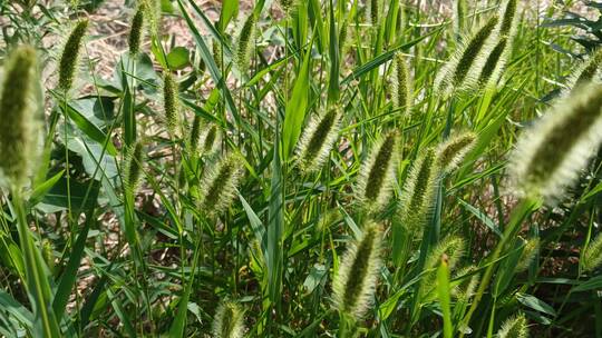 农村实拍植物