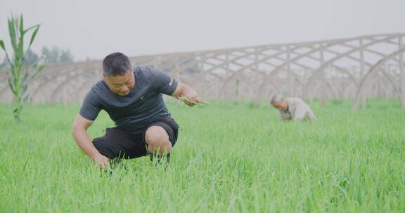 拔韭菜韭菜地耕作 农作物农民耕作收割