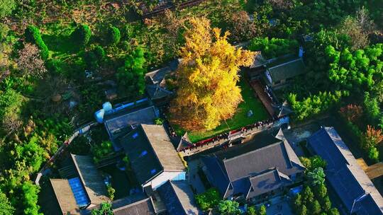 古观音禅寺银杏树秋景