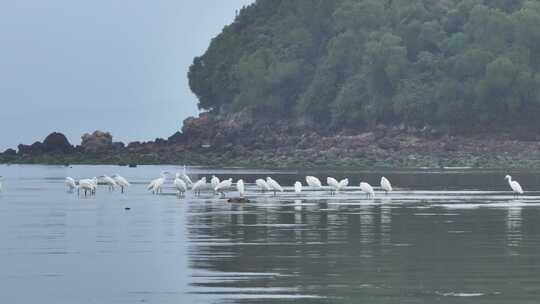 海陵岛瓦晒湾网红赶海圣地白鹭航拍