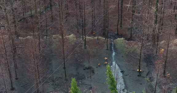 高山竹林山林生态养鸡场航拍