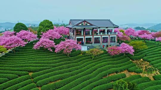 航拍福建龙岩永福樱花茶园漳平台品樱花茶园