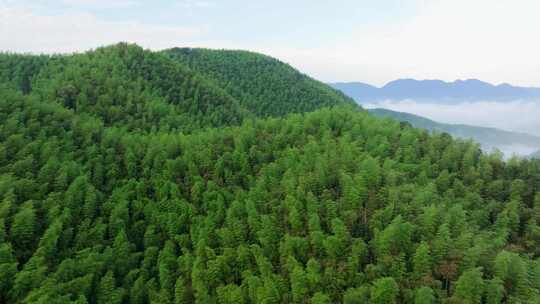 高山竹海云雾云海航拍杭州余杭百丈