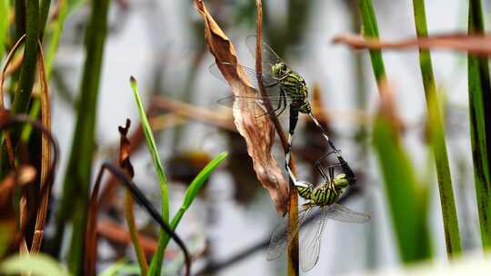 湖水边小草蜻蜓交配