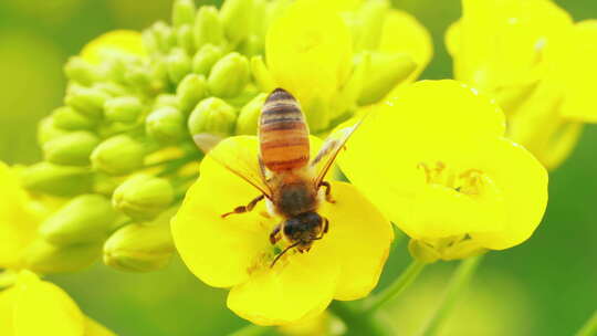 春天里一只蜜蜂在油菜花田采蜜特写镜头视频素材模板下载