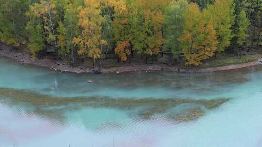 航拍新疆喀纳斯卧龙湾秋景