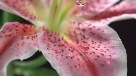 百合花瓣上的水珠
