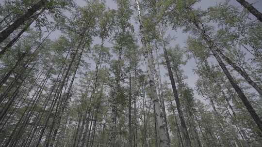 大兴安岭树林原始森林保护区视频素材模板下载