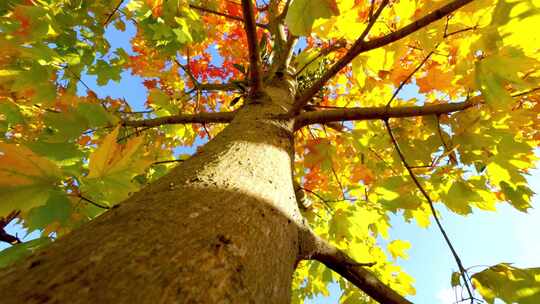 4K-超清秋天大树的特写、枫树