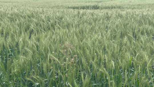 绿色麦田稻穗1