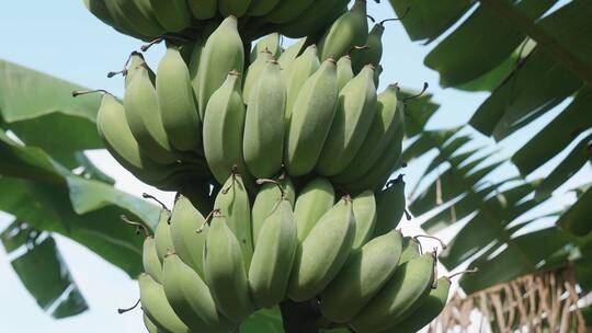 香蕉海南风景海南特产海南水果