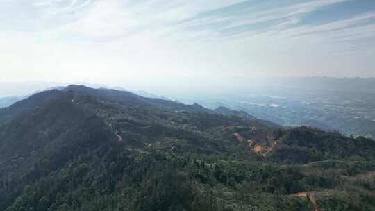 重庆缙云山山火一年后，森林生态逐渐恢复