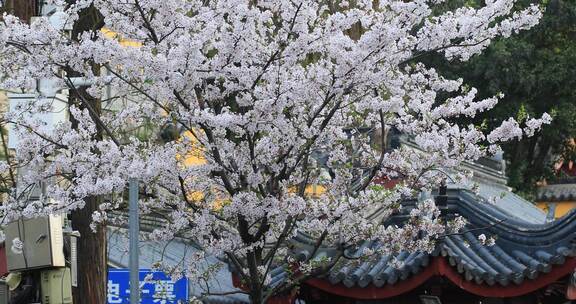 唯美春天南京古城墙鸡鸣寺樱花