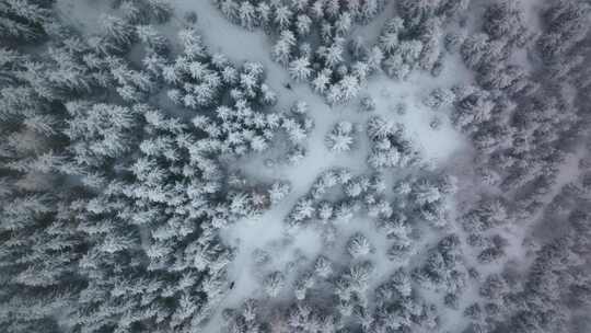 散步，森林，树木，雪