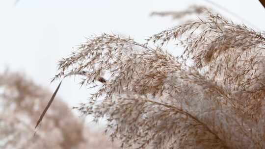 秋季阳光下的芦苇花随风摇摆