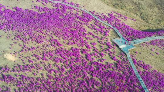 扎兰屯杜鹃花 4k高清视频