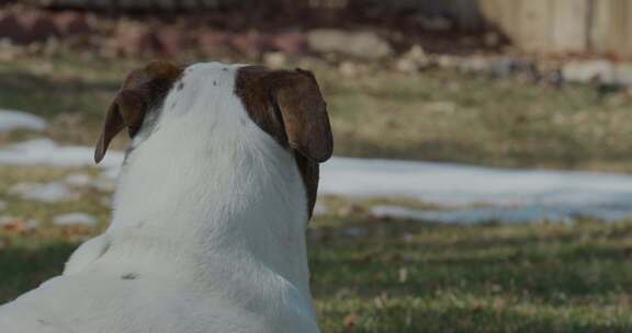 斗牛犬，狗，犬，脸