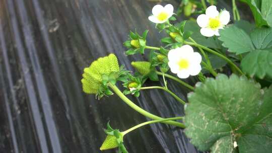 草莓花 草莓叶 草莓幼苗 草莓幼果 种植