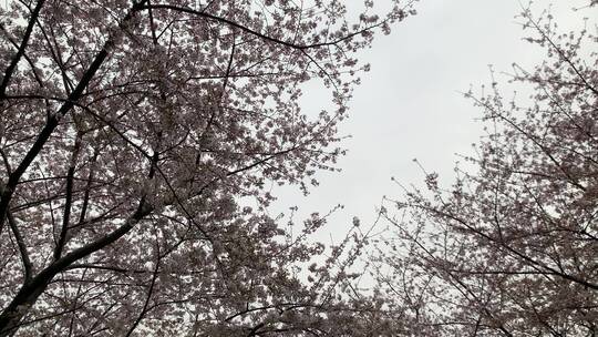 上海樱花盛开