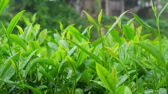 茶园茶叶茶茶山绿茶农业茶海采茶茶文化