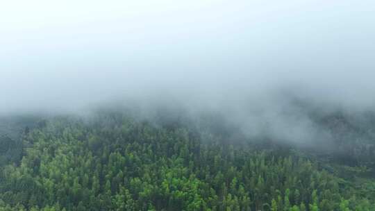 雨后森林航拍雪松树林云雾缭绕绿色生态环境