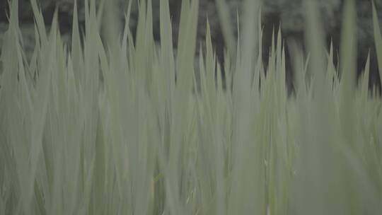 春天的稻田视频素材模板下载