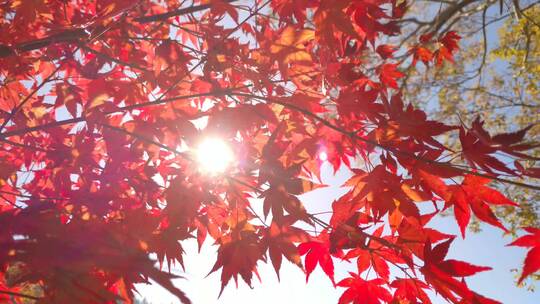 秋色 阳光下的枫叶
