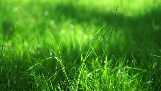 阳光和风中草地草坪光影的唯美治愈空镜
