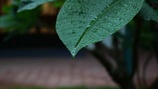 雨滴水珠雨水雨植物