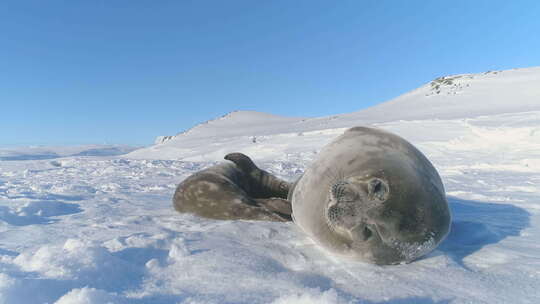 南极威德尔海豹特写可爱的脸