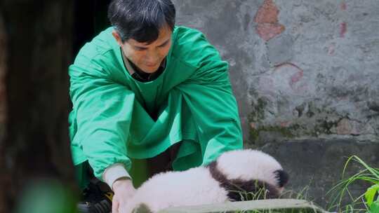 大熊猫幼崽宝宝晒太阳