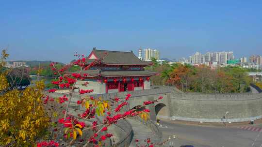 精选朝京门木棉花大景直推