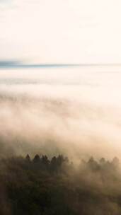 云上特写航拍日出前浓雾笼罩森林