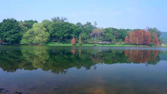 广州麓湖公园落羽杉山林湖景自然风光