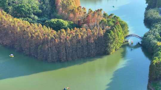 生态湿地公园  水杉森林  落羽杉