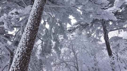 安徽黄山雪景视频素材模板下载