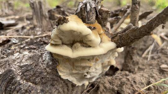 森林树墩上的菌类蘑菇