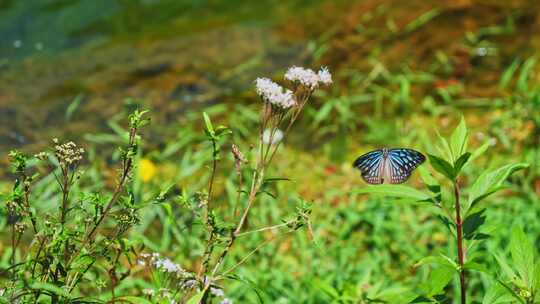 河畔飞舞的蝴蝶