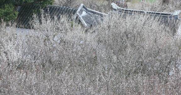 苏州香雪海春天梅花