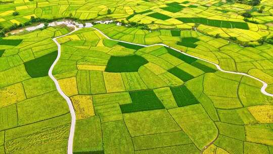 广西桂林阳朔十里画廊水稻农田丰收航拍合集