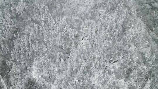 航拍 冬天 森林 雪景 植物